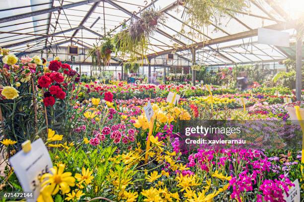 diverse kleurrijke bloemen die in tuincentrum groeien - tuincentrum stockfoto's en -beelden