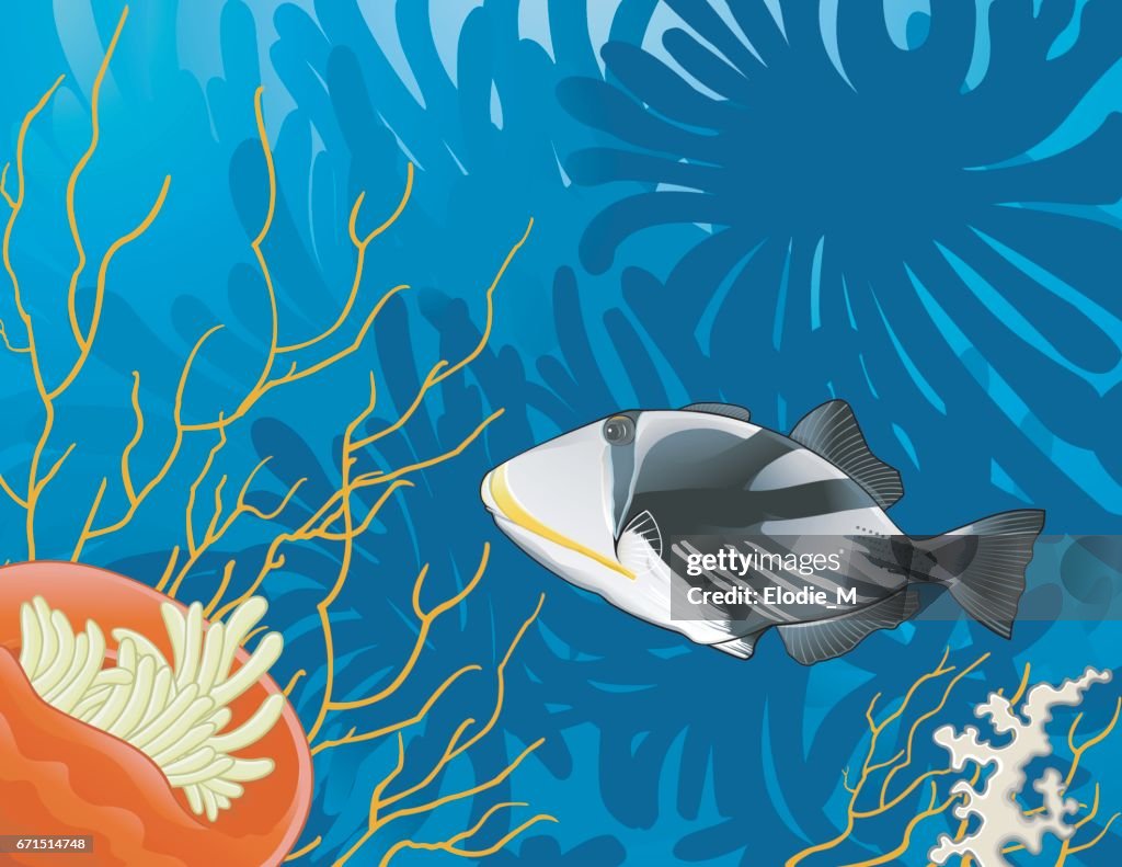 Picasso Triggerfish