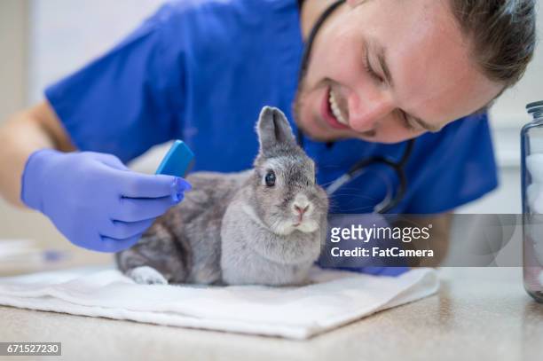 a male veterinarian performs a routine checkup on a rabbit - medical scrubs texture stock pictures, royalty-free photos & images