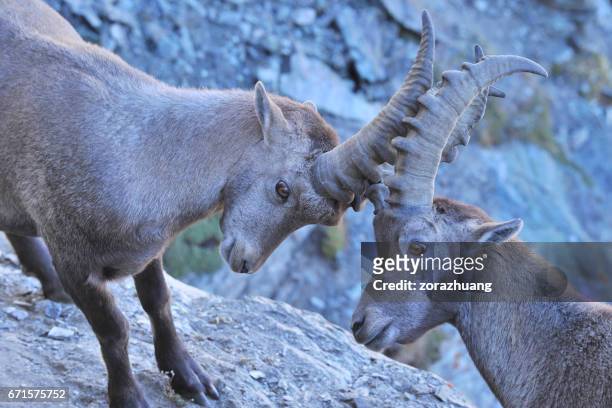 två alpina ibexs kämpar - swiss ibex bildbanksfoton och bilder