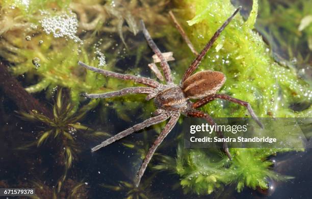 Metal Raft Spider 156 Raft Spider Stock Photos, High-Res Pictures, and Images - Getty Images
