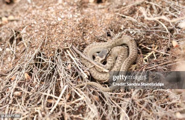 a rare baby smooth snake (coronella austriaca) coiled up in the undergrowth. - coronella austriaca stock pictures, royalty-free photos & images