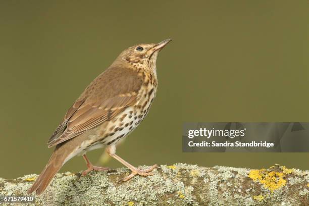 a stunning song thrush (turdus philomelos) perched on a lichen covered branch. - portrait lachen stock pictures, royalty-free photos & images