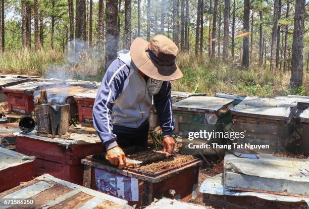 honey taking in bee farm - bee nguyen stock-fotos und bilder