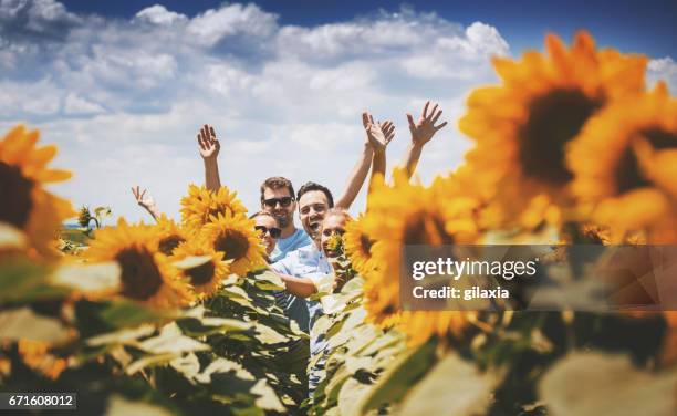 summer in a countryside. - happy sunflower stock pictures, royalty-free photos & images