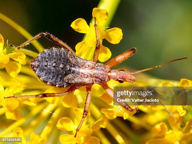 412 Assassin Insect Stock Photos, High-Res Pictures, and Images - Getty ...