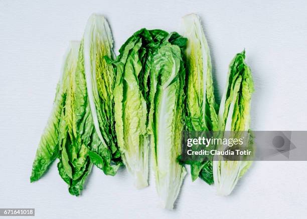 romaine lettuce - romaine lettuce stock pictures, royalty-free photos & images