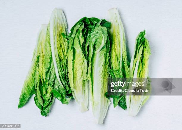 romaine lettuce - romaine lettuce 個照片及圖片檔