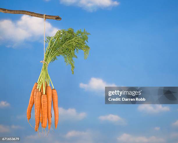 bunch of carrots hanging from a stick - dangling a carrot stock-fotos und bilder