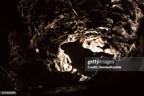 wood mouse (apodemus sylvaticus) - wood mouse stock pictures, royalty-free photos & images