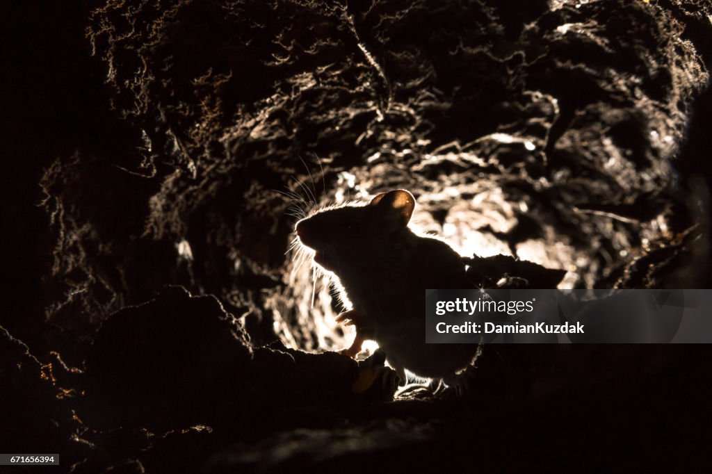 Apodemus sylvaticus Mouse (Madeira)