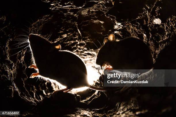 モリアカネズミ（apodemus sylvaticus ) - 大型のネズミ ストックフォトと画像