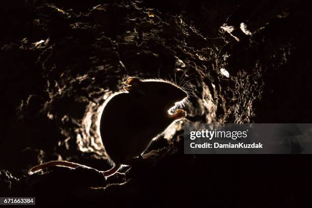 wood mouse (apodemus sylvaticus) - feldmaus stock-fotos und bilder