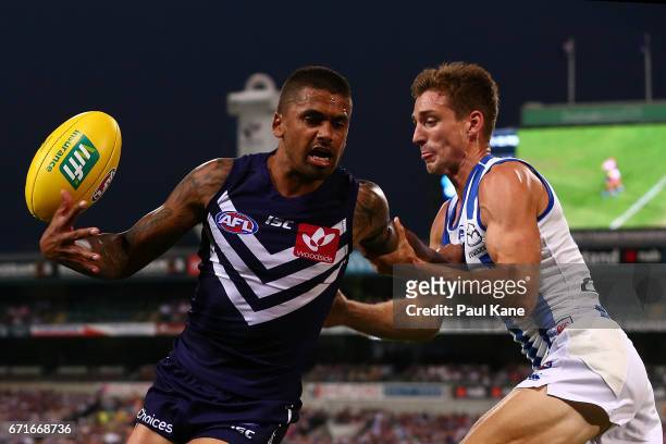 Bradley Hill of the Dockers contests for the ball against Shaun Atley of the Kangaroos during the round five AFL match between the Fremantle Dockers...