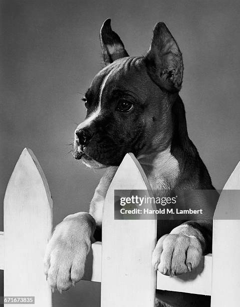 77 Dog Peeking Over Stock Photos High Res Pictures And Images Getty 77-dog-peeking-over-stock-photos-high-res-pictures-and-images-getty