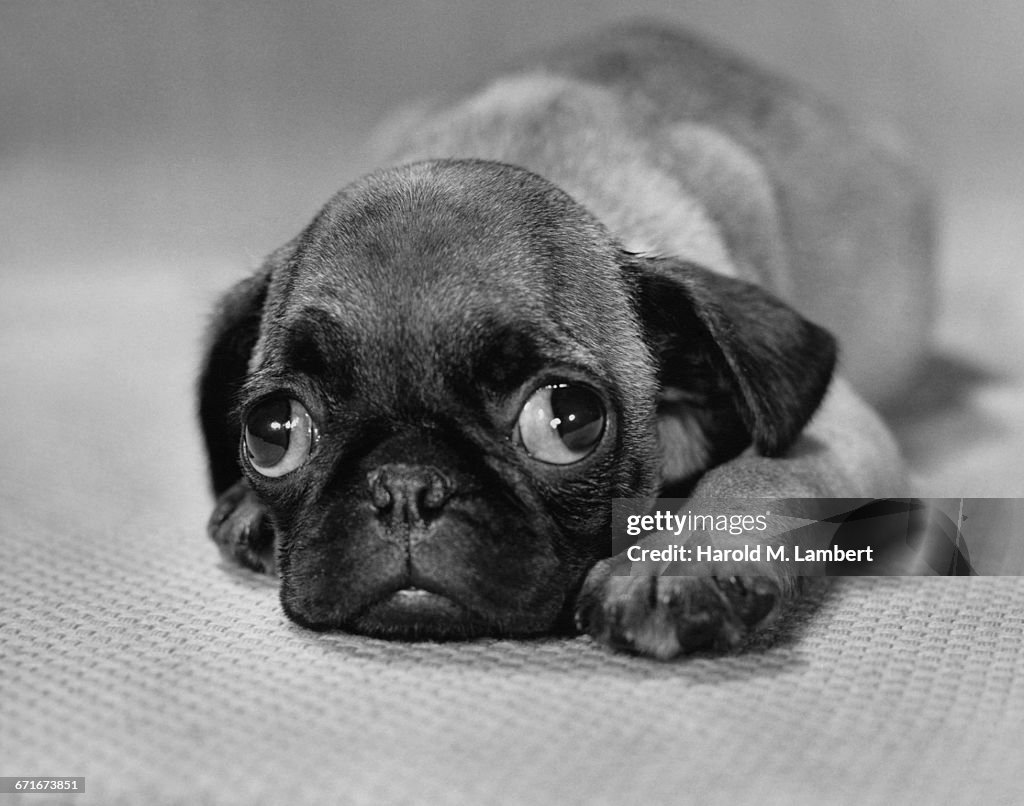  Close Up Of Puppy Lying On Floor