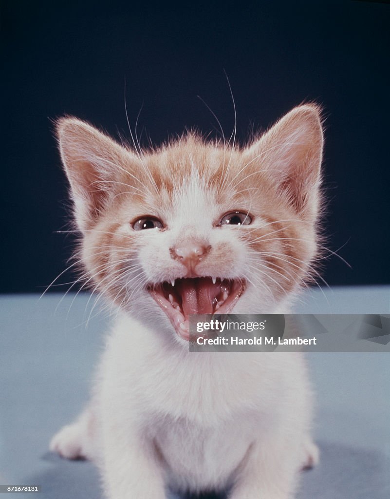 Close-Up Of Kitten With Mouth Open 