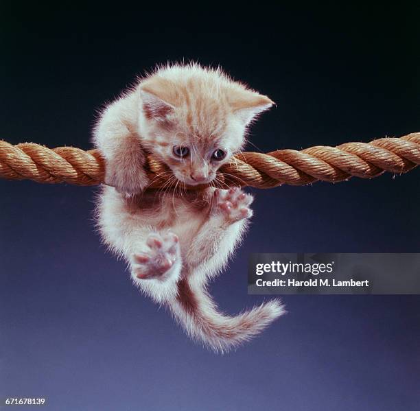 125 Kitten Rope Stock Photos, High-Res Pictures, and Images - Getty Images