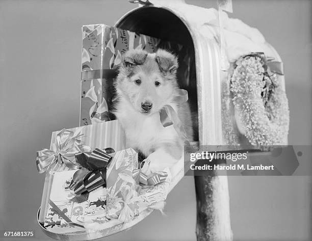 Dog In Mailbox With Christmas Gifts.