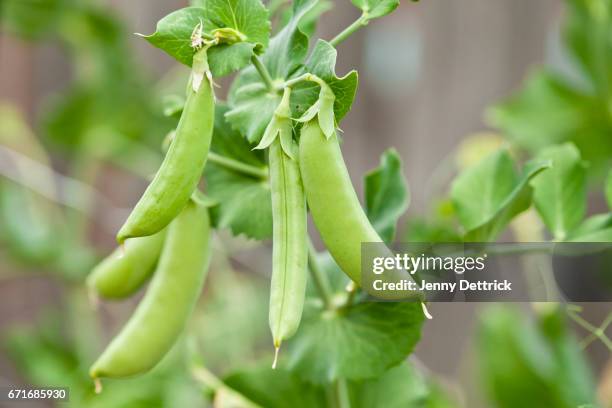 sugar snap peas - green pea stock pictures, royalty-free photos & images