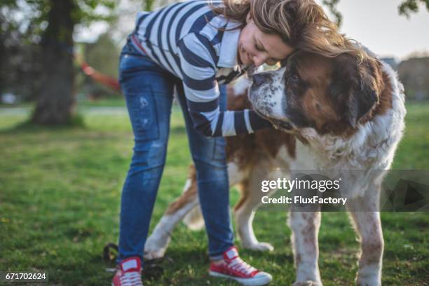 frau und ihr hund, stirn an stirn drücken - bernhardiner stock-fotos und bilder