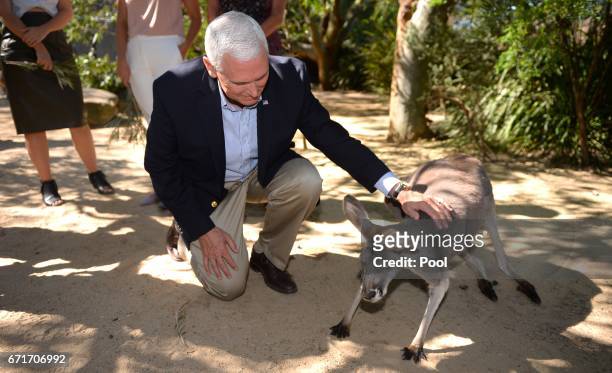 Vice President Mike Pence pats a red kangaroo on a visit to Taronga Park Zoo on April 23, 2017 in Sydney, Australia. Pence is visiting Australia on a...