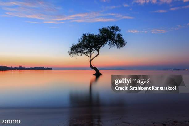silhouette of alone mangrove tree and morning sunrise with birds on the beautiful beach and sky at chumphon, thailand. - bernstein stock-fotos und bilder