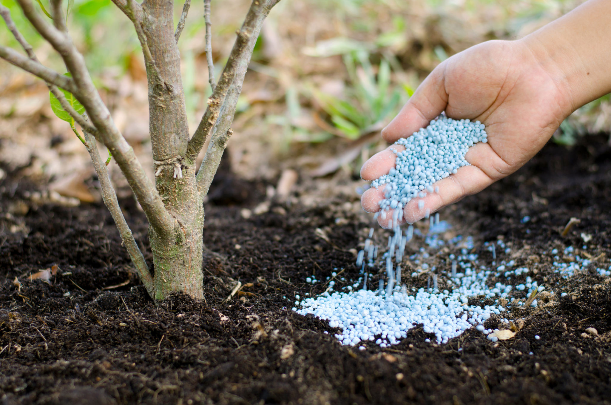 tree fertilizer