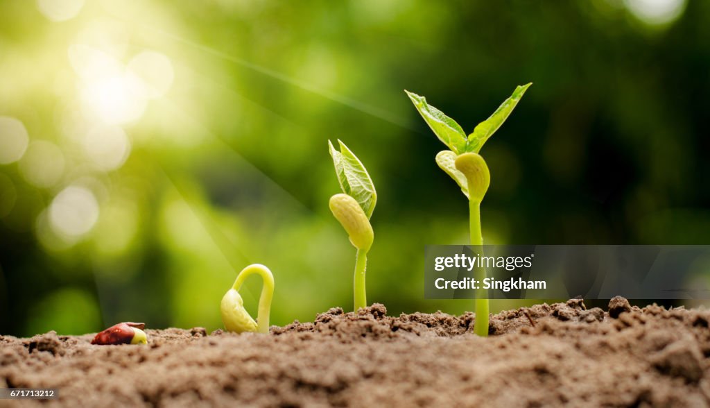 Define Sprouted Germinating Seed To Sprout Of Nut High-Res Stock Photo - Getty Images