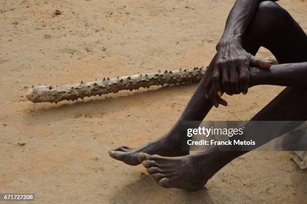millet harvest : farmer using a thorny stick for threshing millet ( bastar region, india) - adivasi stockfoto's en -beelden