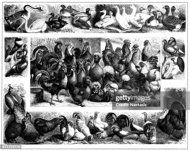 poultry - quail bird stock illustrations