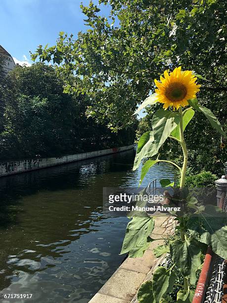 last week of summer - berlín photos et images de collection