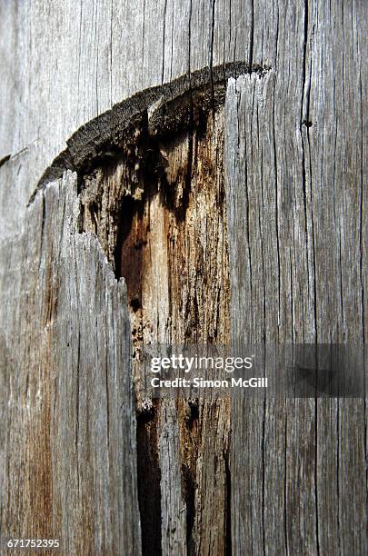 Gouges Damage On Woods 69 Wood Gouge Stock Photos, High-Res Pictures, and Images - Getty Images