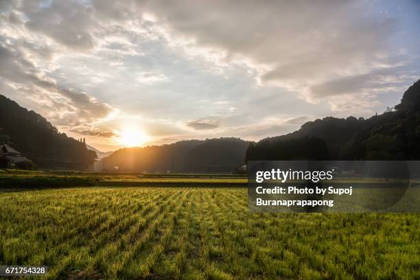 Sun Rise Japanese Rice Rice Field Sunrise Photos and Premium High Res Pictures - Getty Images