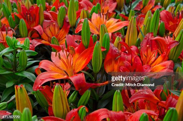 garden flowers - asiatic lily stock pictures, royalty-free photos & images
