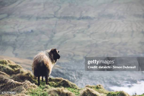 sheep in nordradalur - îles féroé stock pictures, royalty-free photos & images