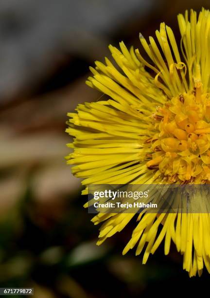 colsfoot - coltsfoot photos et images de collection