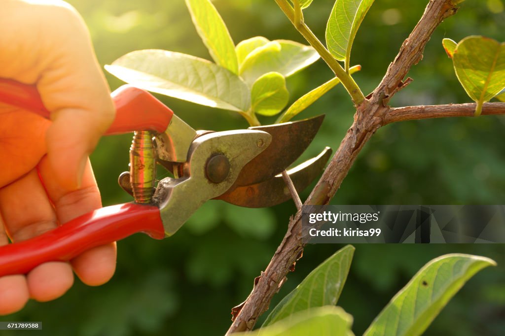 Gardener pruning trees with pruning shears on nature background.