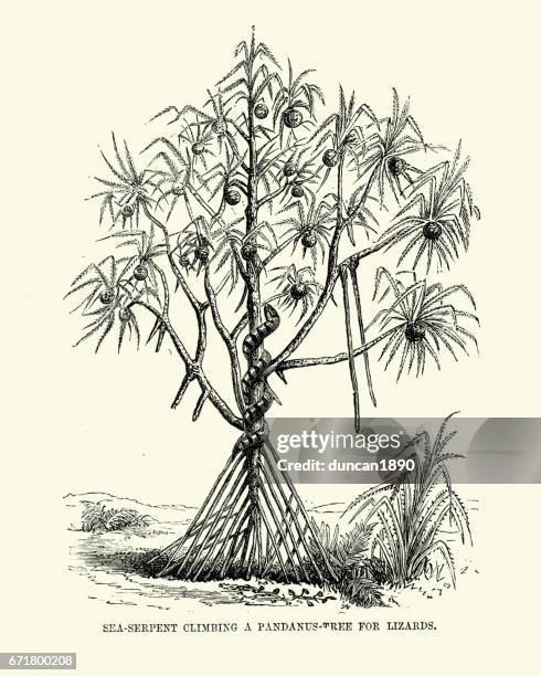 sea perpent climbing a pandanus tree for lizards - sea snake stock illustrations