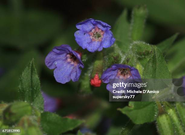 purple flower in the springtime forest - pulmonaria officinalis stock pictures, royalty-free photos & images