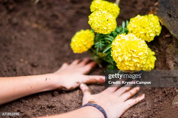 girl planting marigold flowers in garden - dirty yellow stock pictures, royalty-free photos & images