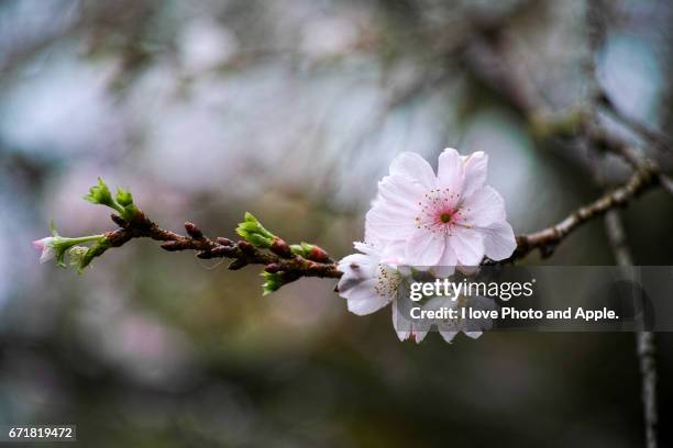 pale pink and fresh green - 小枝 - fotografias e filmes do acervo