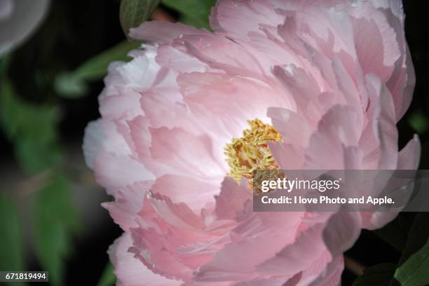 peony, close up - 調布 fotografías e imágenes de stock