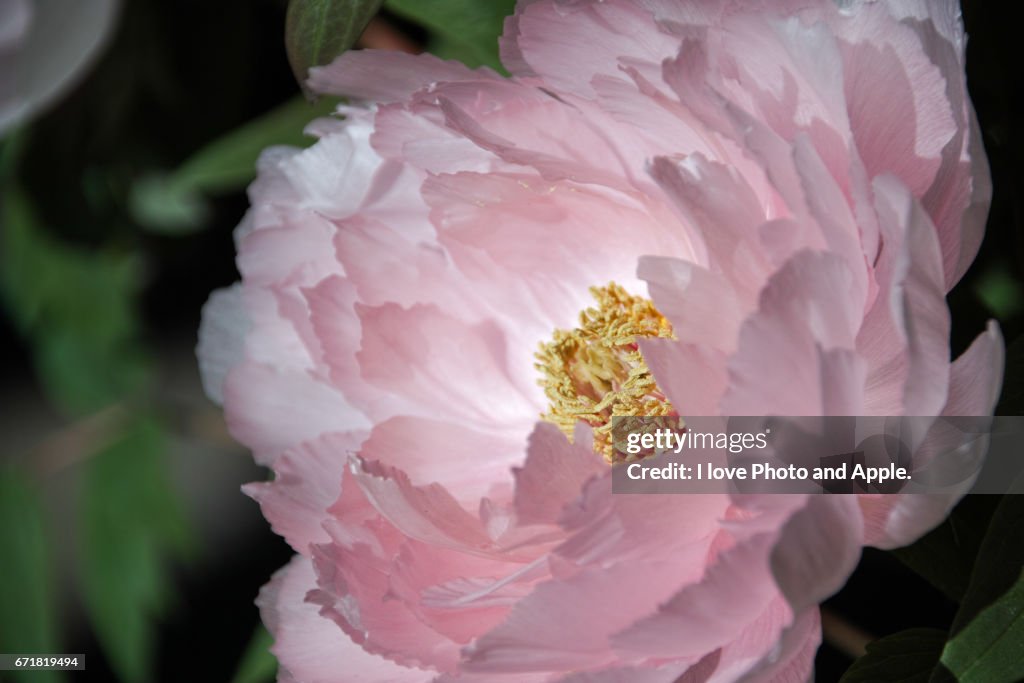 Peony, close up