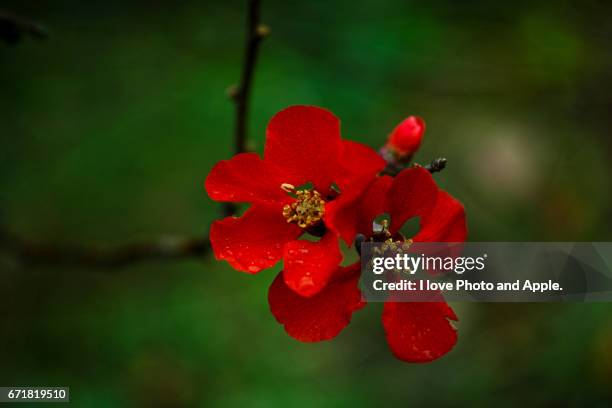 red and gold in the green - 枝 stock-fotos und bilder