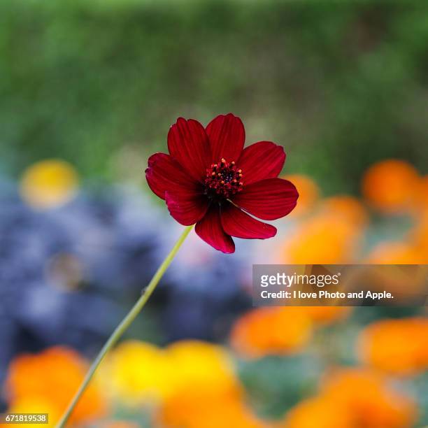 chocolate cosmos - 茎 stock pictures, royalty-free photos & images