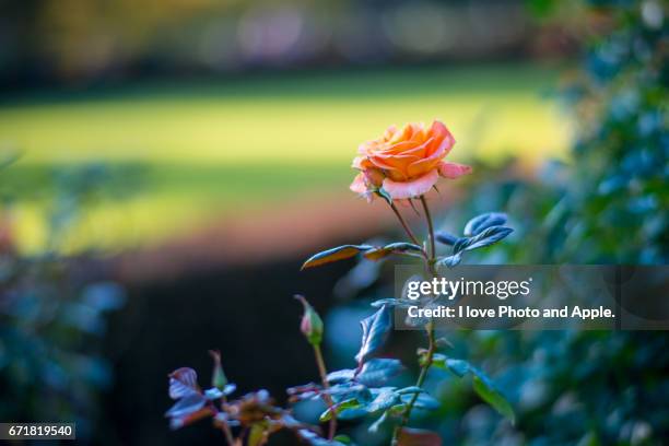 autumn roses - バラ stock-fotos und bilder