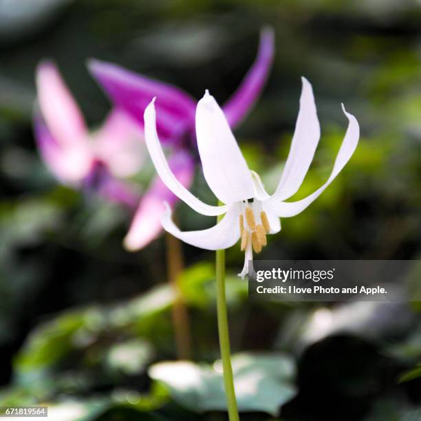 dogtooth violet - 陰 stock pictures, royalty-free photos & images