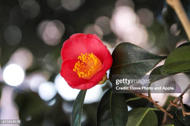 red camellia flower - 一月 stock pictures, royalty-free photos & images