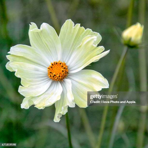 yellow cosmos close up - 風 stock pictures, royalty-free photos & images